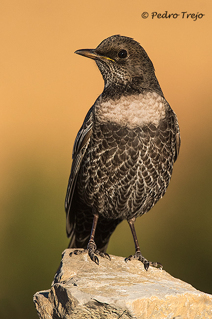 Mirlo capiblanco (Turdus torquatus)